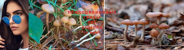 бошки Дмитровск